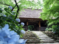 阿弥陀寺-あじさい山口-2