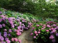 花野辺の里-あじさい千葉-2