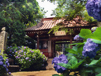 大雄山最乗寺-あじさい神奈川-2