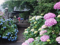 真光寺-あじさい群馬-3