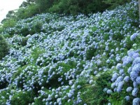 麻綿原高原-あじさい千葉-1