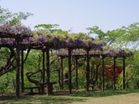 西山公園-あじさい茨城-3