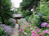 本光寺 深溝松平菩提寺祈願寺-あじさい愛知-2