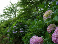 小室山公園-あじさい静岡-2