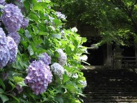 長谷寺-あじさい奈良-2