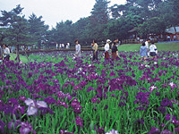 阿波岐原森林公園-あじさい宮崎-3