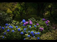 玄武洞-あじさい兵庫-3