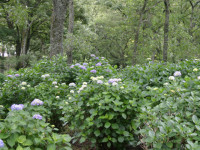 小室山公園-あじさい静岡-3