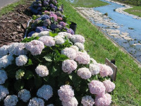 行基苑-あじさい香川2