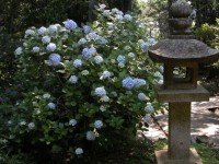 太江寺-あじさい三重-2