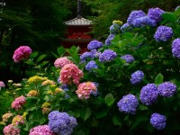岩船寺-あじさい京都-2