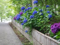 西山公園-あじさい茨城-2