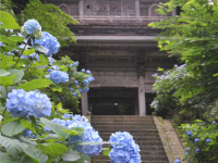 泰寧寺-あじさい群馬-3