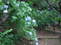 京王百草園-あじさい東京-2