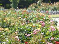 鶴舞公園-あじさい愛知-2