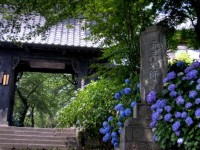 真光寺-あじさい群馬-2