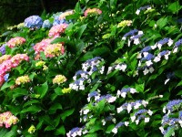 播州山崎花菖蒲園-あじさい兵庫-2