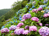 アジサイロード-あじさい岐阜-2