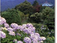 麻綿原高原-あじさい千葉-3