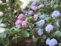 清水寺-あじさい群馬-3