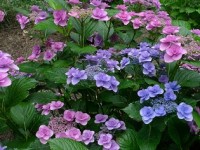 広島市植物公園-あじさい広島-2