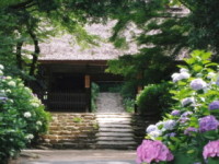 浄慶寺-あじさい神奈川-2