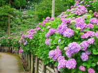 極楽寺-あじさい静岡-2