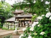 曹源寺-あじさい群馬-2