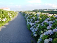 あじさい遊歩道-あじさい千葉-3