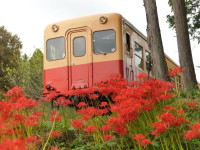 菜の花電車-あじさい千葉-3