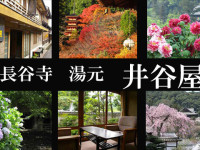 長谷寺-あじさい奈良-1