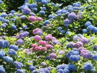 あじさい苑-山口光市-2