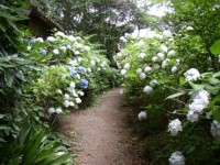曹源寺-あじさい群馬-3