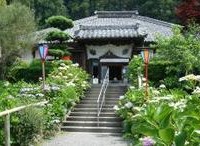 極楽寺-あじさい静岡-3