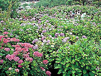 あじさい苑-山口光市-1