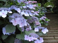 清水寺-あじさい群馬-2