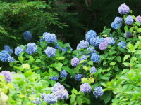 広島市植物公園-あじさい広島-3