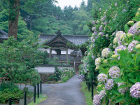大聖寺-あじさい岡山-3