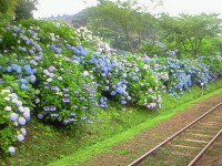 菜の花電車-あじさい千葉-2