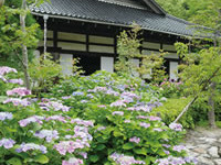 阿弥陀寺-あじさい山口-3