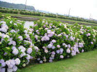 あじさい遊歩道-あじさい千葉-2