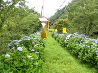 妙見山-あじさい兵庫-2