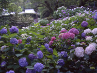 矢田寺-あじさい奈良-3