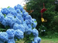 妙見山-あじさい兵庫-1