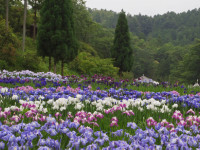 播州山崎花菖蒲園-あじさい兵庫-3