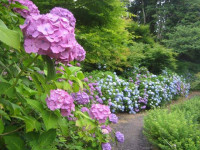 花野辺の里-あじさい千葉-3