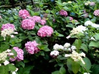 長谷寺-あじさい新潟-2